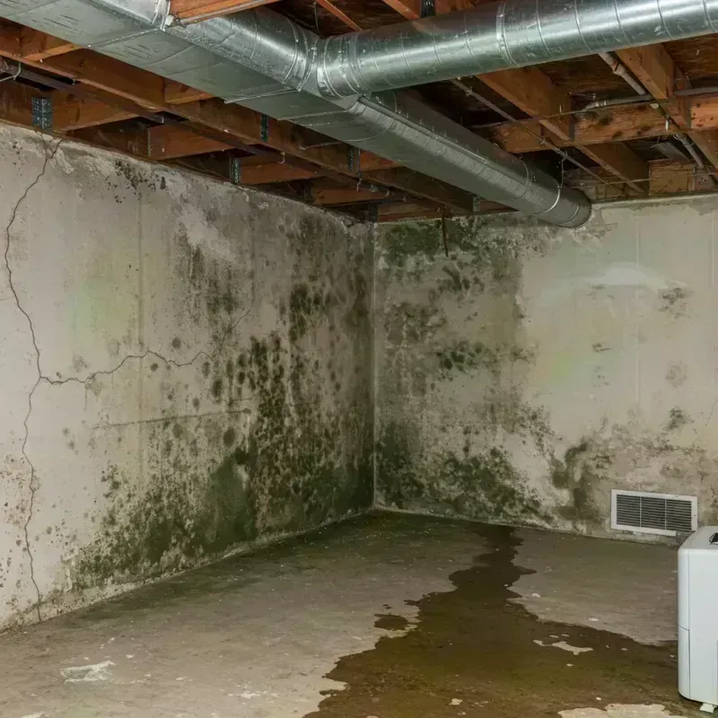 Professional Mold Removal in Lincoln County, CO